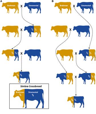 Breed Ancestry, Divergence, Admixture, and Selection Patterns of the Simbra Crossbreed